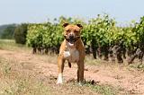 AMSTAFF ADULT 492